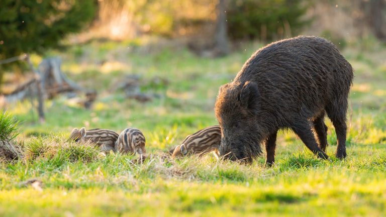 Wild boar family feeding on pasture in spring nature